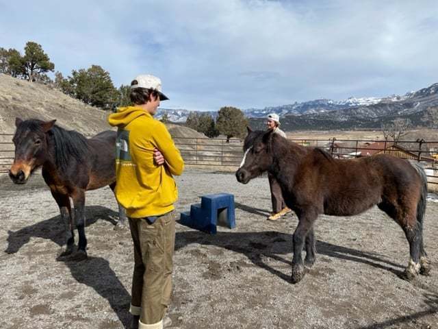 two students looking at miniature ponies face to face